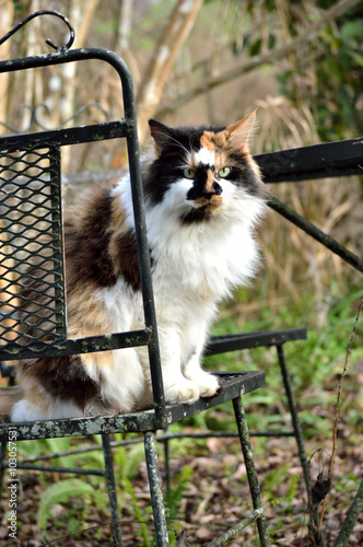 Φωτογραφία Long haired calico cat in garden
