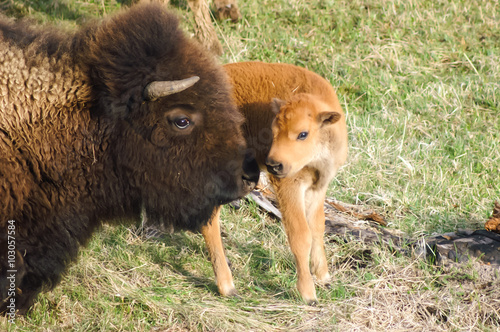Mother and baby Bison