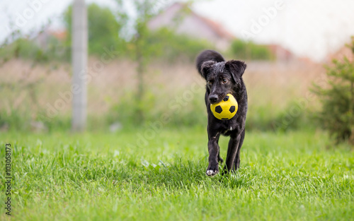 Black mixed breed dog playing with soccer ball