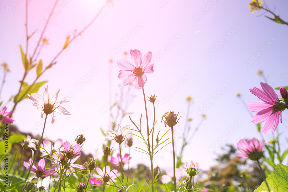 cosmos cosmos