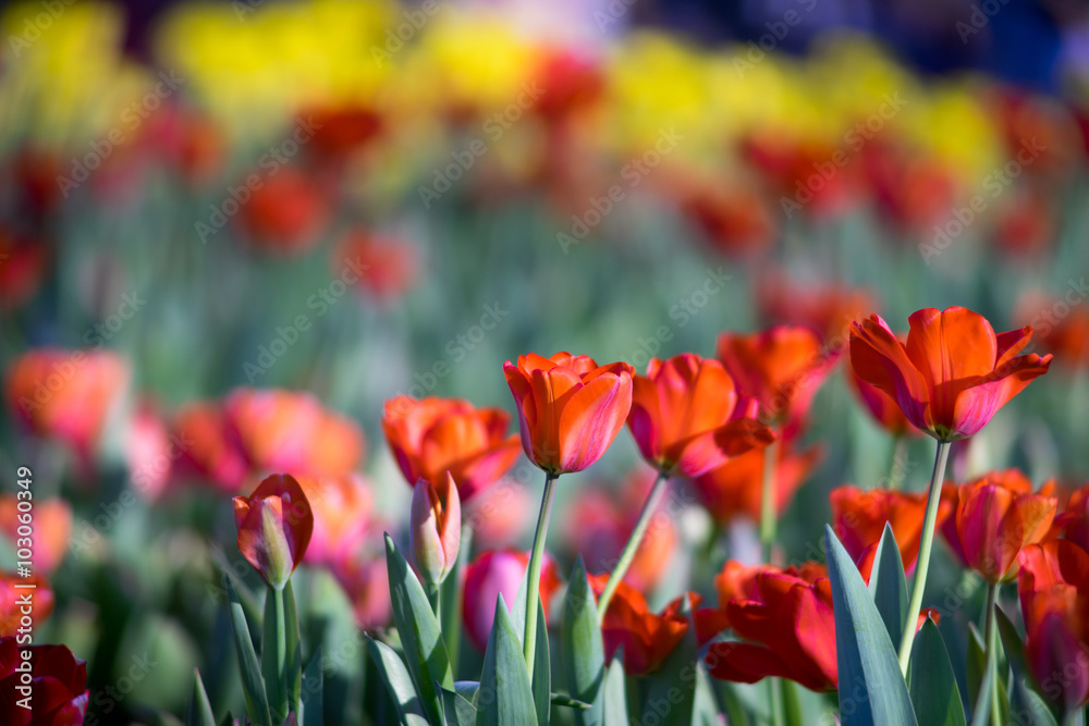 Fototapeta premium tulip field