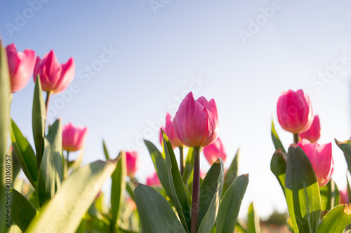 tulip field © victor217