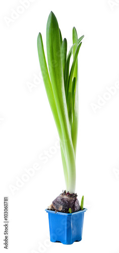 young hyacinth sprout and  bulb in pot isolated on white background  