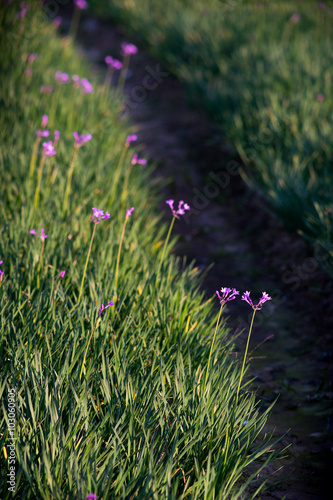 lawn with little purple flowers