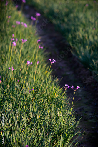 Fototapeta Naklejka Na Ścianę i Meble -  lawn with little purple flowers