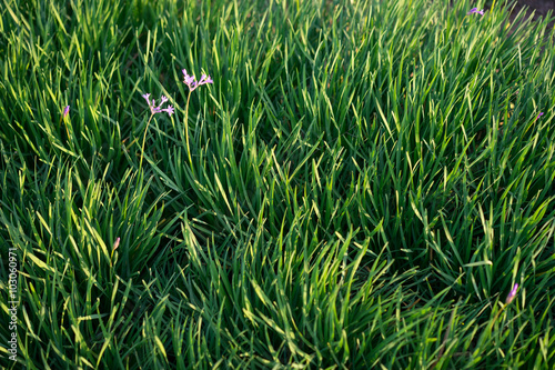 lawn with little purple flowers photo