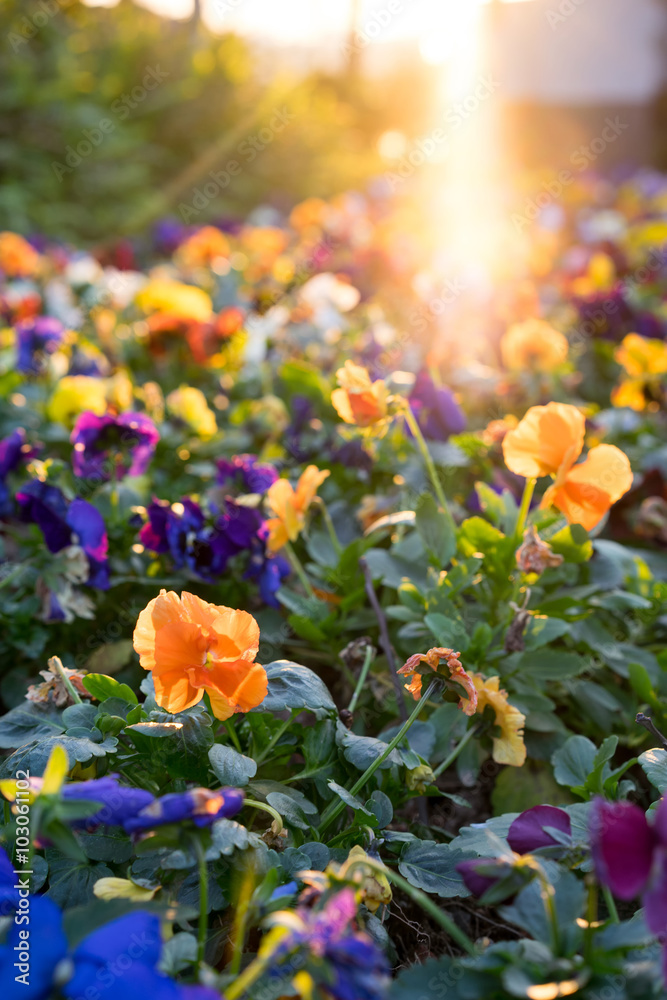 Obraz premium flowers