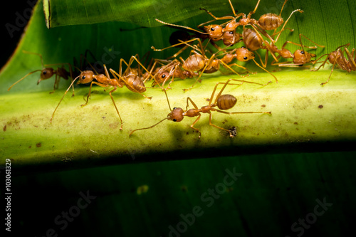 fire ants meeting on banana leaf