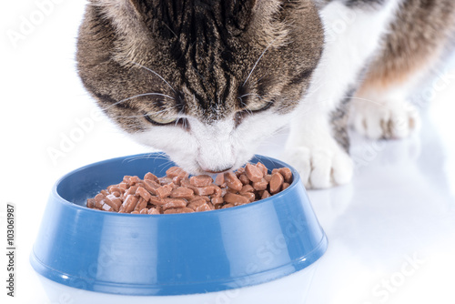 Fototapeta Naklejka Na Ścianę i Meble -  Cat eating wet food