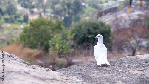A dove on the top of the plateau looking other way. White dove also represent peace and purity photo