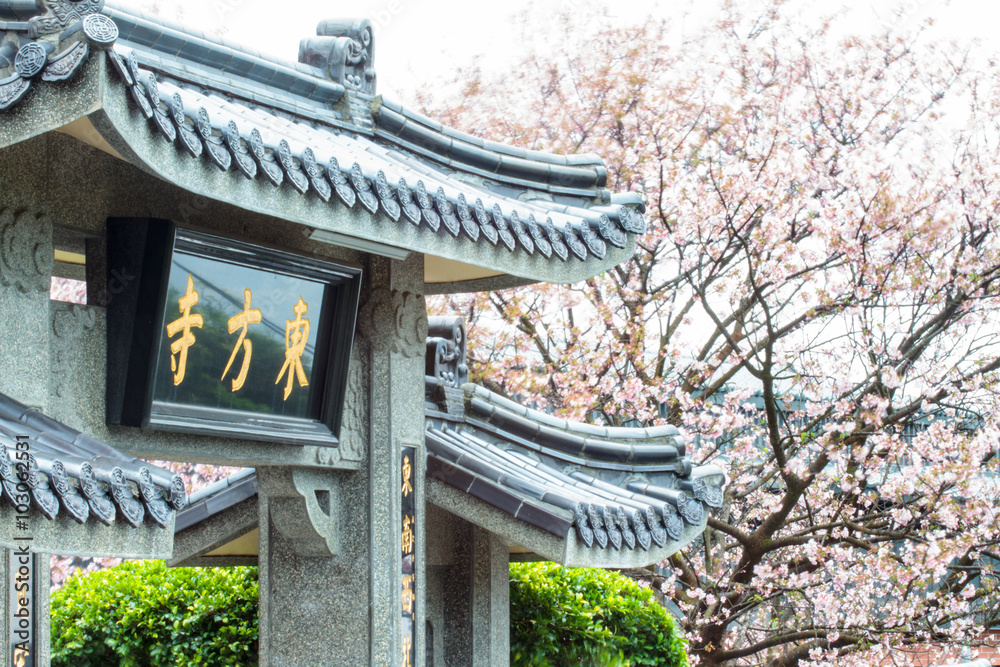 Temple Oriental cherry blossom season in Taipei, Taiwan Temple Oriental cherry blossom season in Taipei, Taiwan