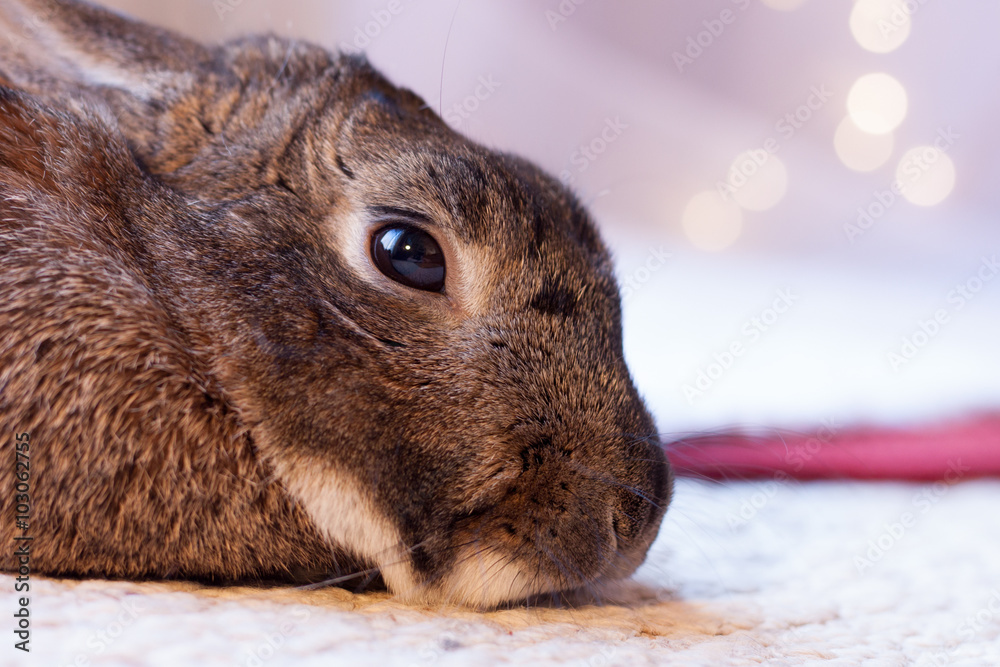 Fototapeta premium Domestic Rabbit with chin on carpet and sad solemn look in eyes in soft lighting