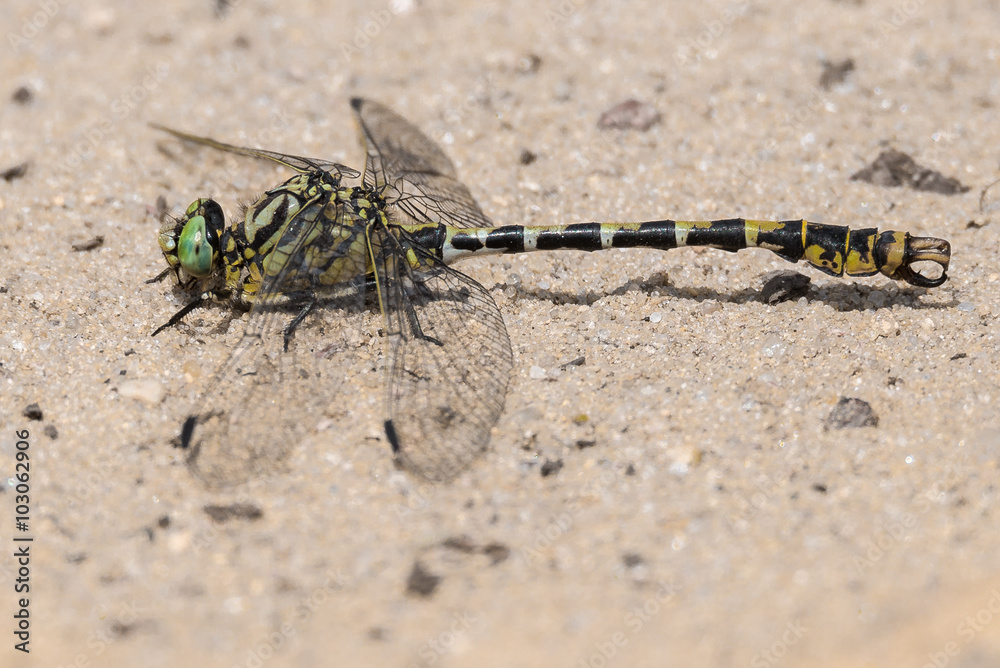 Kleine Zangenlibelle ♂ (Onychogomphus forcipatus) Kleine Zangenlibelle ♂ (Onychogomphus forcipatus)