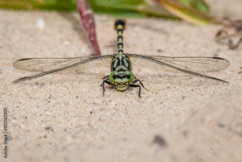 Kleine Zangenlibelle ♂ (Onychogomphus forcipatus) photo