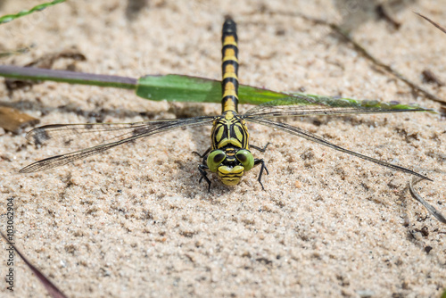 Kleine Zangenlibelle (Onychogomphus forcipatus) Weibchen photo