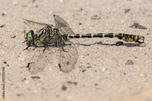 Kleine Zangenlibelle ♂ (Onychogomphus forcipatus) photo