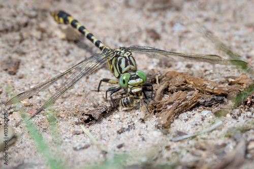 Kleine Zangenlibelle ♂ (Onychogomphus forcipatus) photo