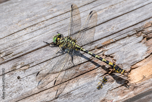 Kleine Zangenlibelle ♂ (Onychogomphus forcipatus) photo