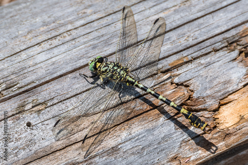Kleine Zangenlibelle ♂ (Onychogomphus forcipatus) photo
