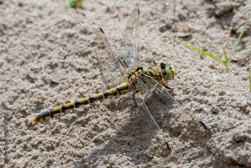 Kleine Zangenlibelle (Onychogomphus forcipatus) Weibchen photo
