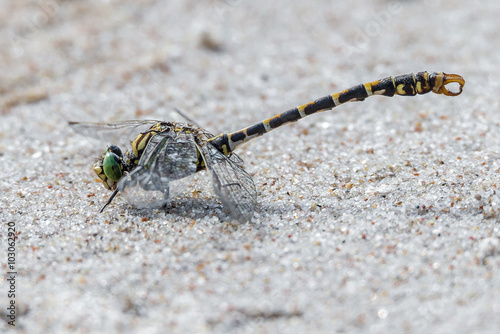 Kleine Zangenlibelle ♂ (Onychogomphus forcipatus) photo