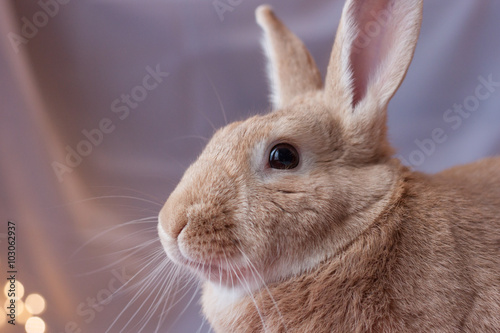 Domestic Rufous Rabbit in soft lighting with soft lighting in background