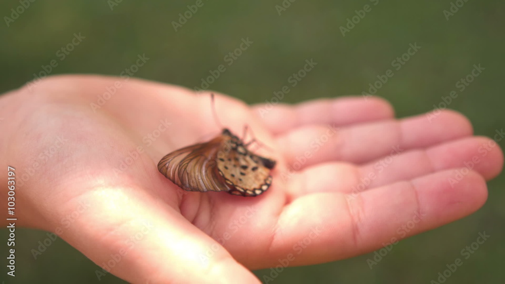 Dying butterfly in child hand Dying butterfly in child hand
