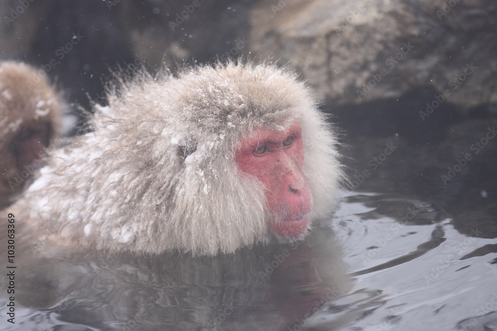 Fototapeta premium SNOW MONKEY(地獄谷野猿公苑 JIGOKUDANI MONKEY PORK) 