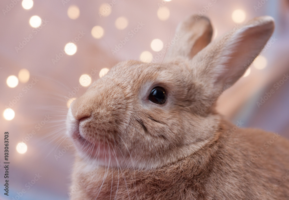 Naklejka premium Domestic Rufous Rabbit in soft lighting looking up slightly