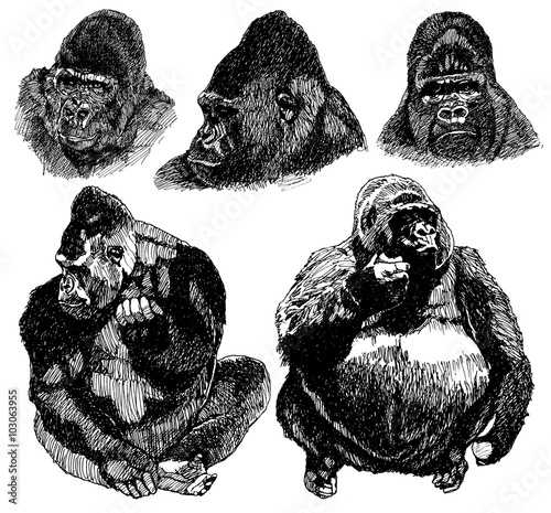 gorilla sketch isolated on white background. Pen drawing Illustration