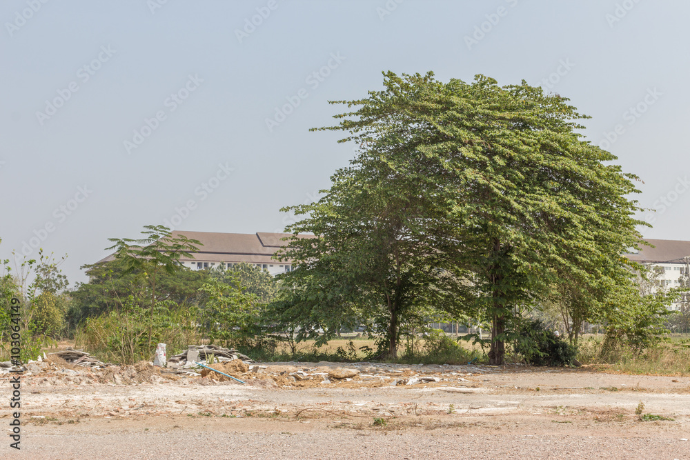 Big trees on the meadow