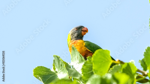 Bright multi-colored rainbow lorikeet bird perched on leafy tree