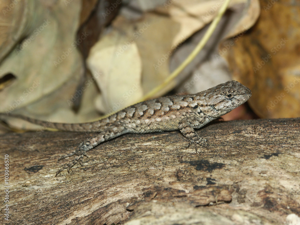 Fence Lizard (Sceloporus undulatus) Fence Lizard (Sceloporus undulatus)