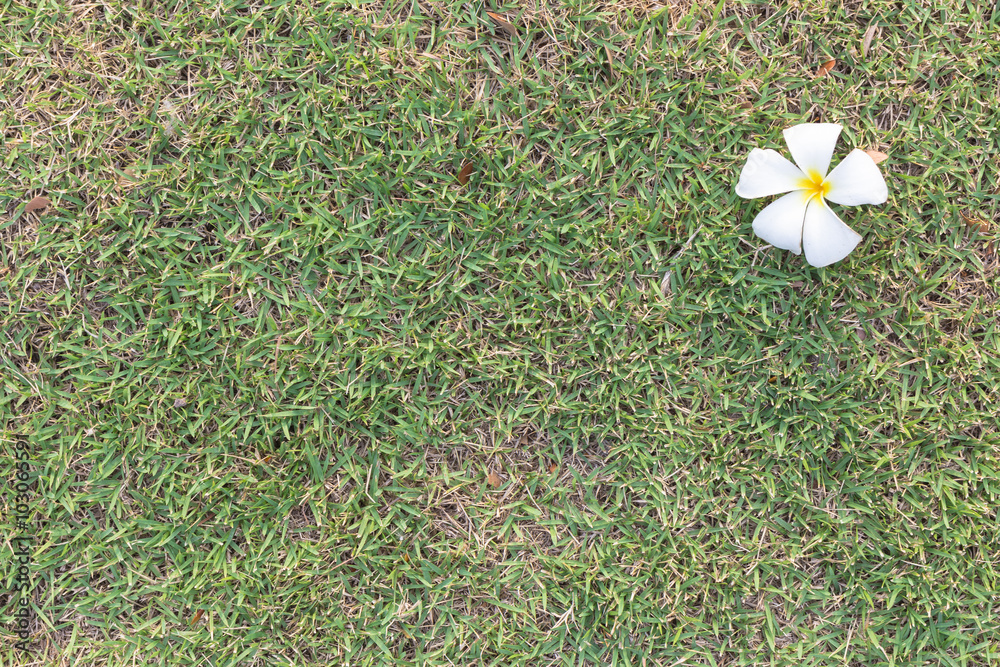 White single Plumeria flower on green grass for space text, back