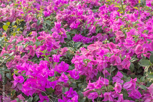 Pink Bougainvillea flowers