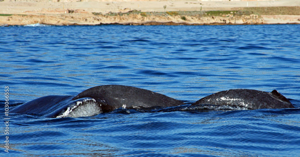 Fototapeta premium Mother Gray Whale Tail Fluke with baby in Cabo San Lucas Baja Mexico during the spring