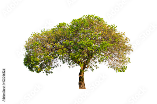 isolated deciduous tree on a white background