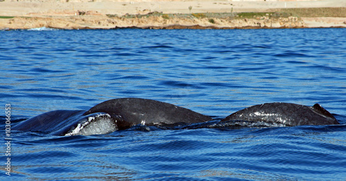 Mother Gray Whale Tail Fluke with baby in Cabo San Lucas Baja Mexico during the spring