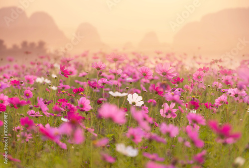 Cosmos field with mountain background.