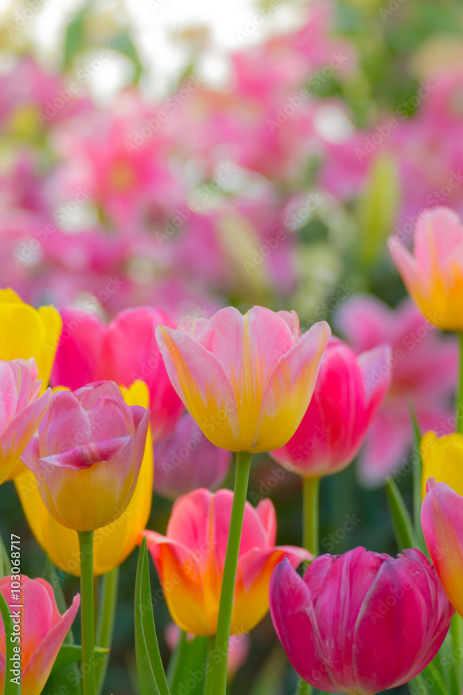 Obraz premium Tulip. Beautiful bouquet of tulips. colorful tulips.