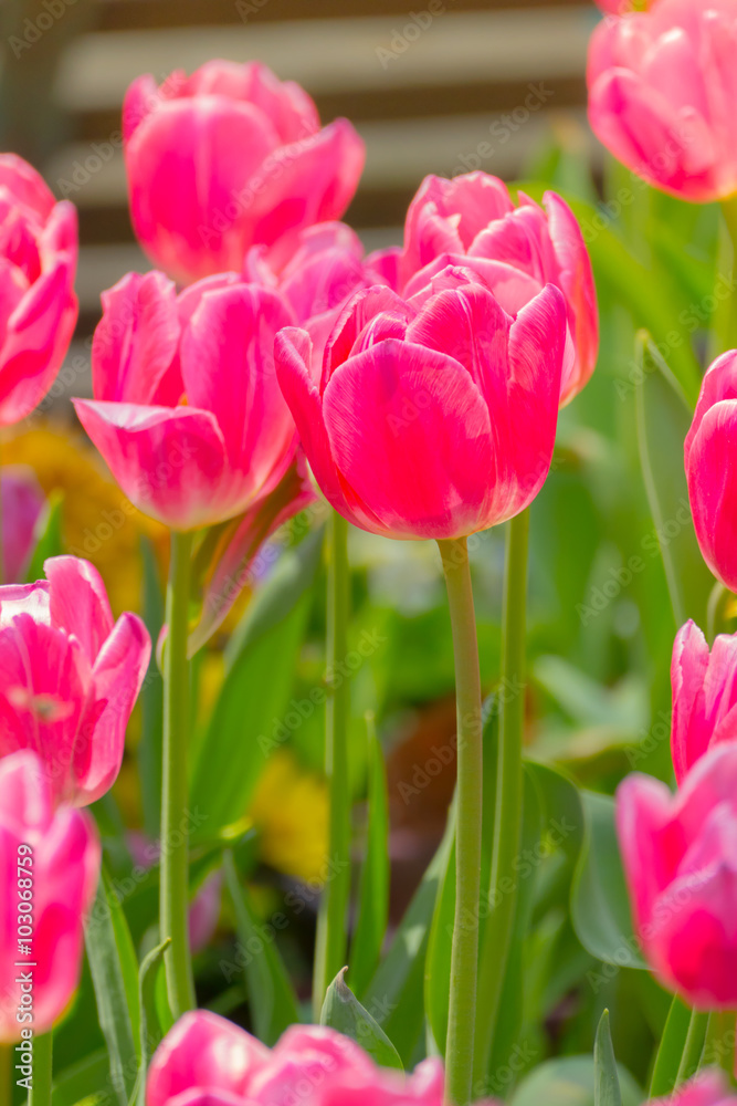 Fototapeta premium Tulip. Beautiful bouquet of tulips. colorful tulips.