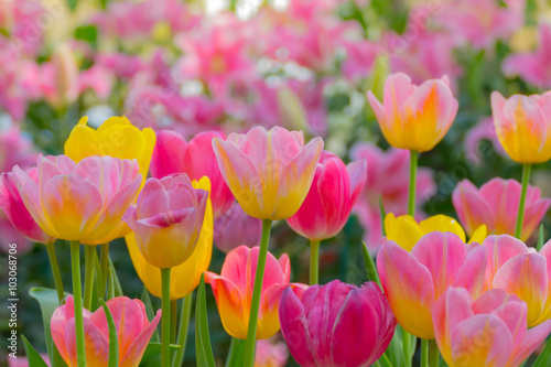 Tulip. Beautiful bouquet of tulips. colorful tulips.