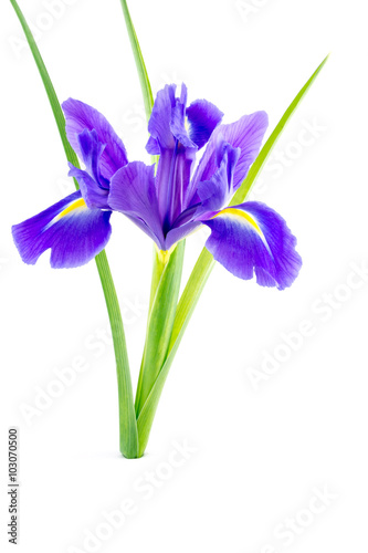Fototapeta Naklejka Na Ścianę i Meble -  flowers blue purple irises with leaves isolated on white background
