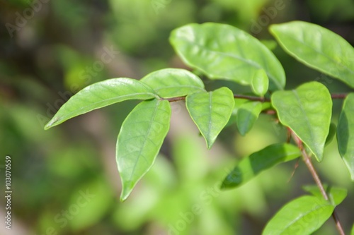 fresh green Wrightia religiosa Benth leaves