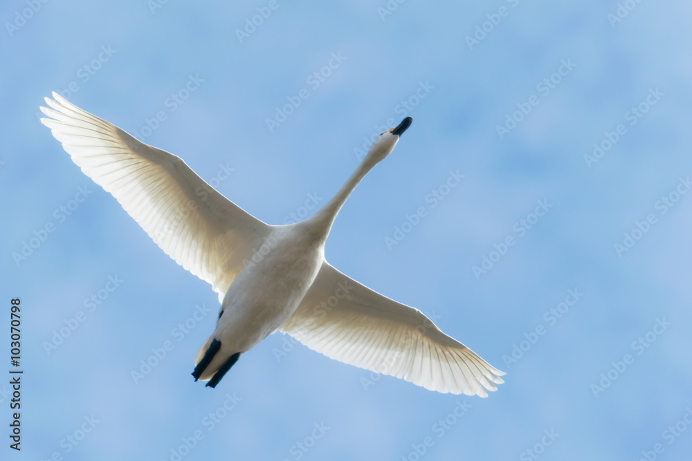 Naklejka premium 飛ぶ白鳥