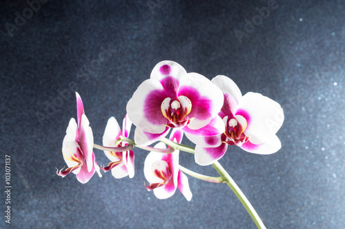 Weiss und violette Phalaenopsis Orchidee vor einem schwarzen glitzernden Hintergrund photo