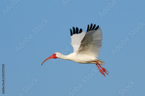 White Ibis flying in blue sky