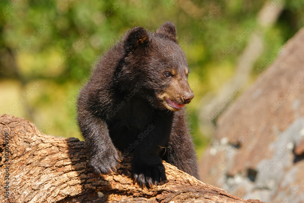Baby American black bear
