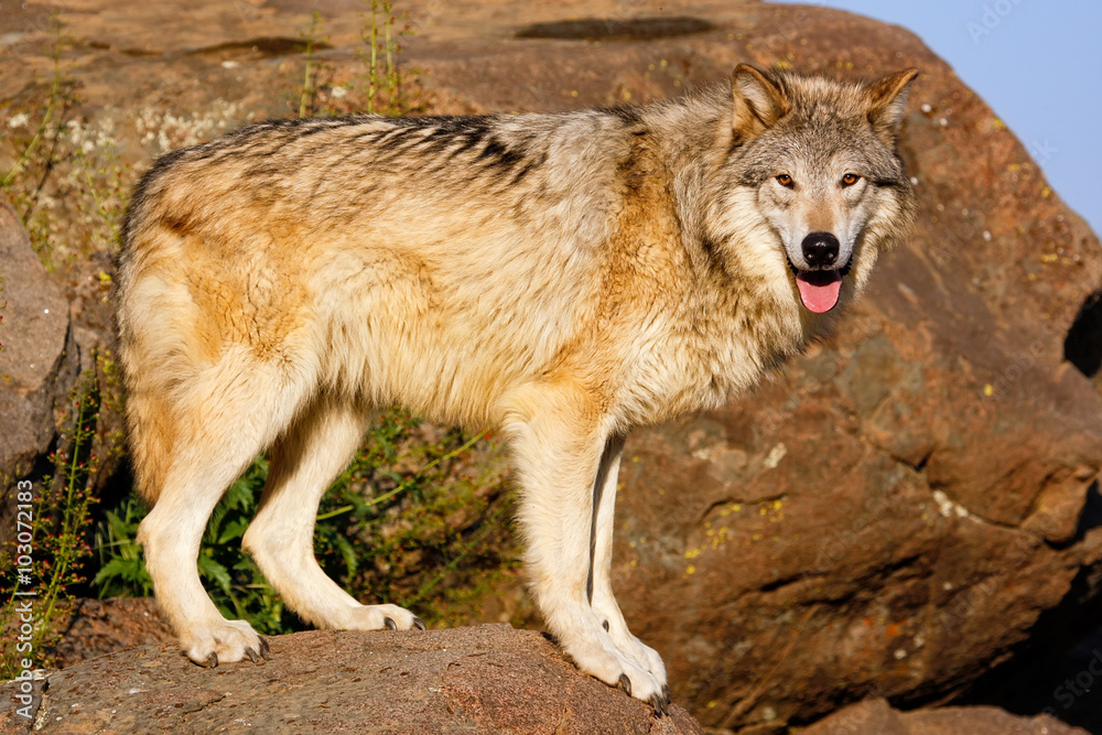 Gray wolf (Canis lupus) Gray wolf (Canis lupus)