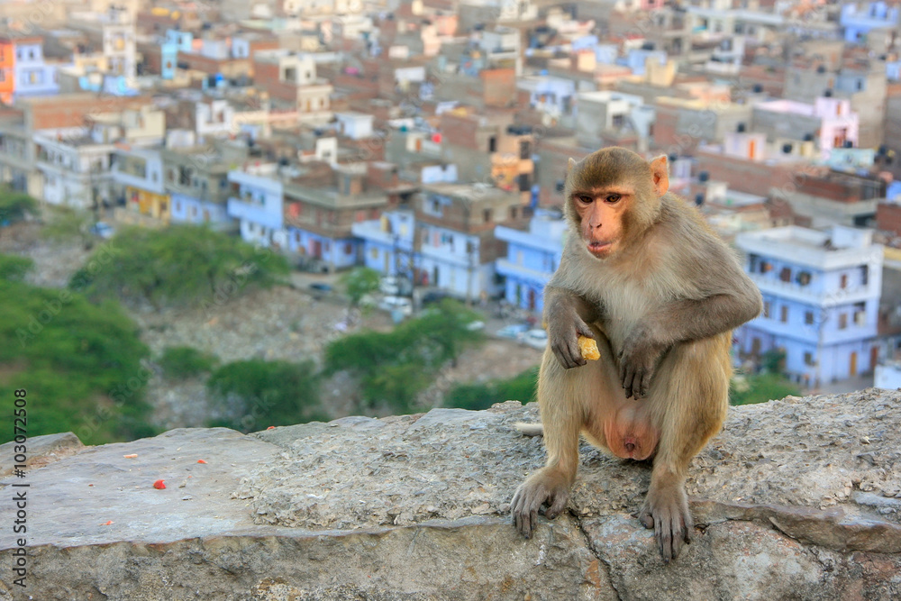 Rhesus macaque sitting on a wall in Jaipur, India